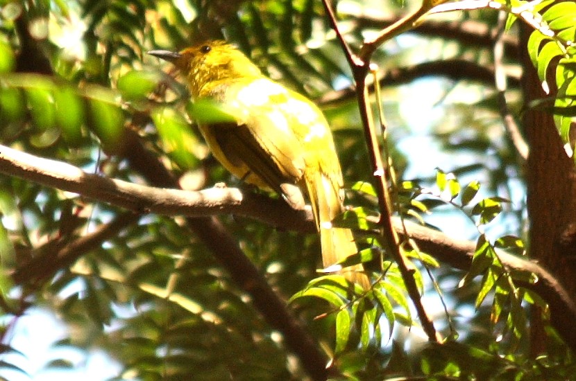 Yellow-browed Bulbul - Vasanthan Panchavarnam