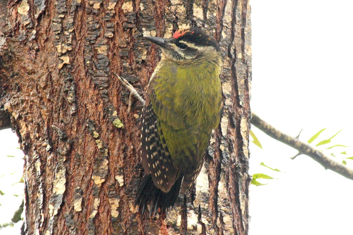 Streak-throated Woodpecker - ML204727951