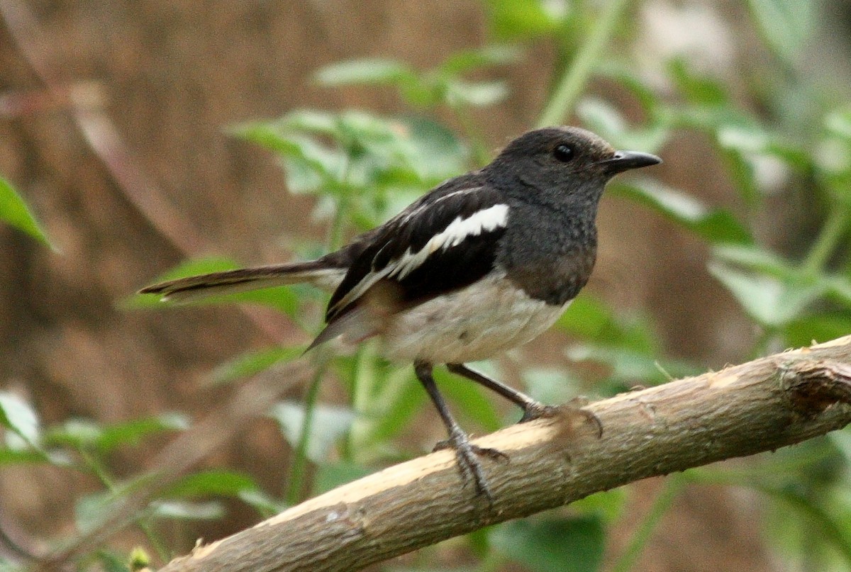 Oriental Magpie-Robin - Vasanthan Panchavarnam