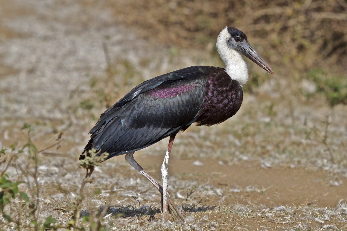 Asian Woolly-necked Stork - Vasanthan Panchavarnam