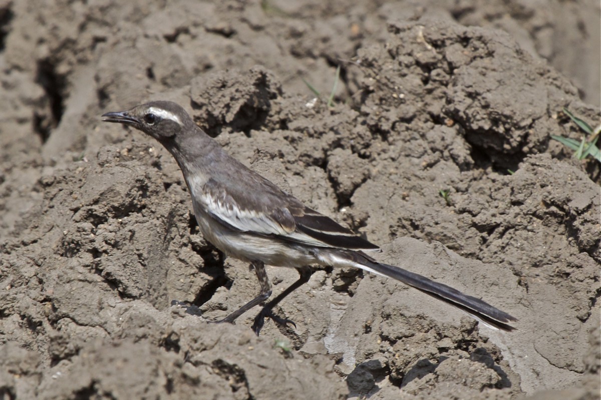 White-browed Wagtail - ML204728531