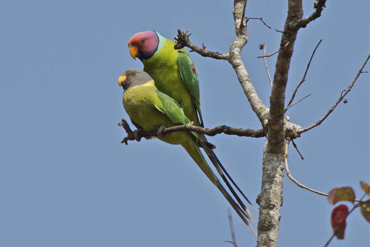 Plum-headed Parakeet - Vasanthan Panchavarnam