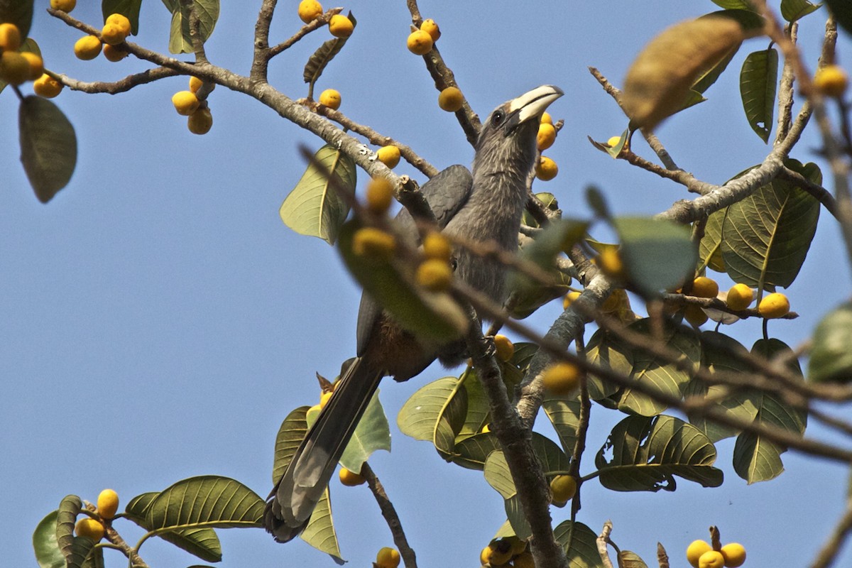 Malabar Gray Hornbill - ML204728921