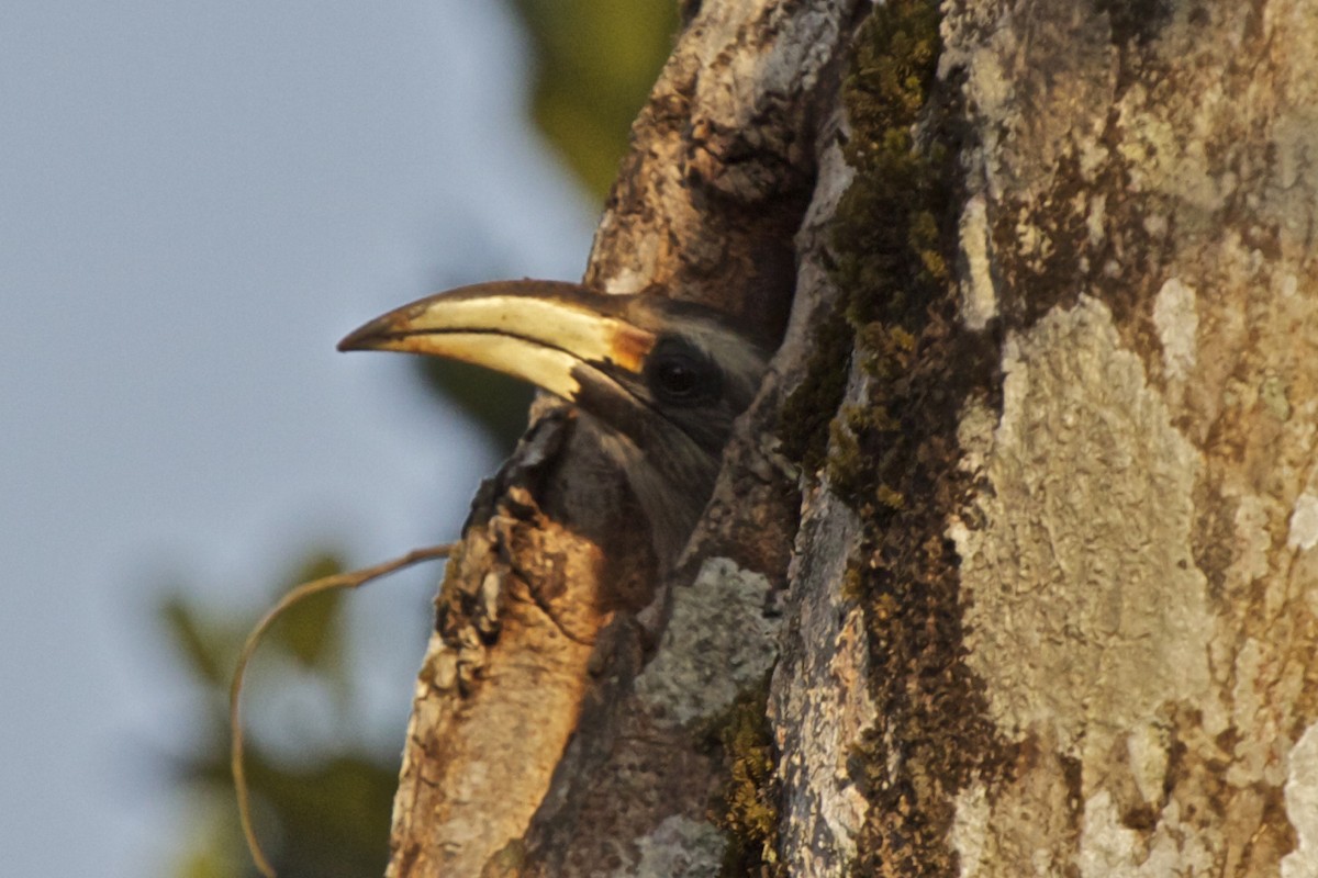 Malabar Gray Hornbill - Vasanthan Panchavarnam