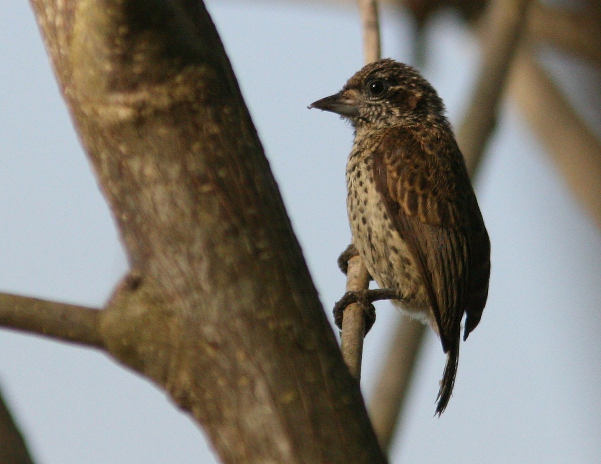 Scaled Piculet (Black-dotted) - Mikko Pyhälä