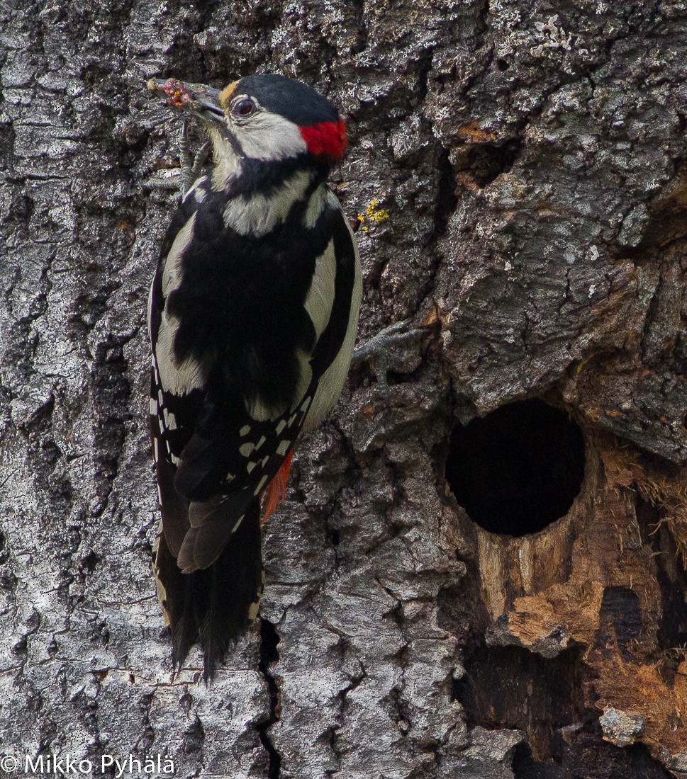 Great Spotted Woodpecker (Great Spotted) - ML204730051