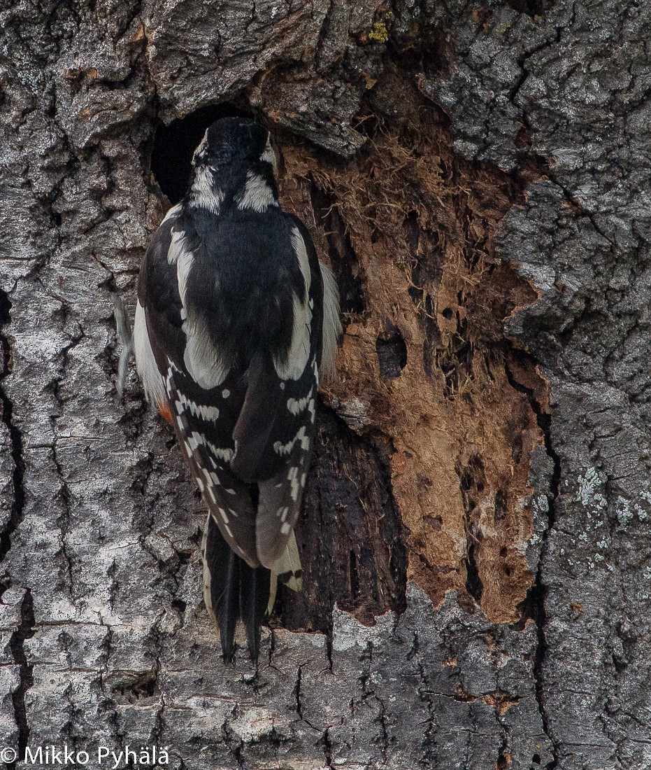 Great Spotted Woodpecker (Great Spotted) - Mikko Pyhälä