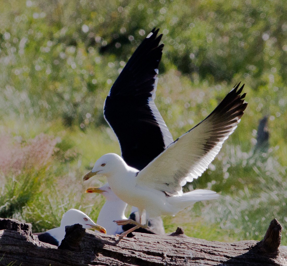 Lesser Black-backed Gull (fuscus) - Mikko Pyhälä