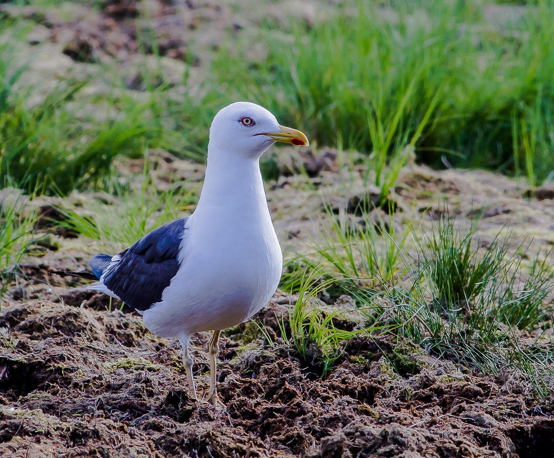 Lesser Black-backed Gull (fuscus) - ML204730131