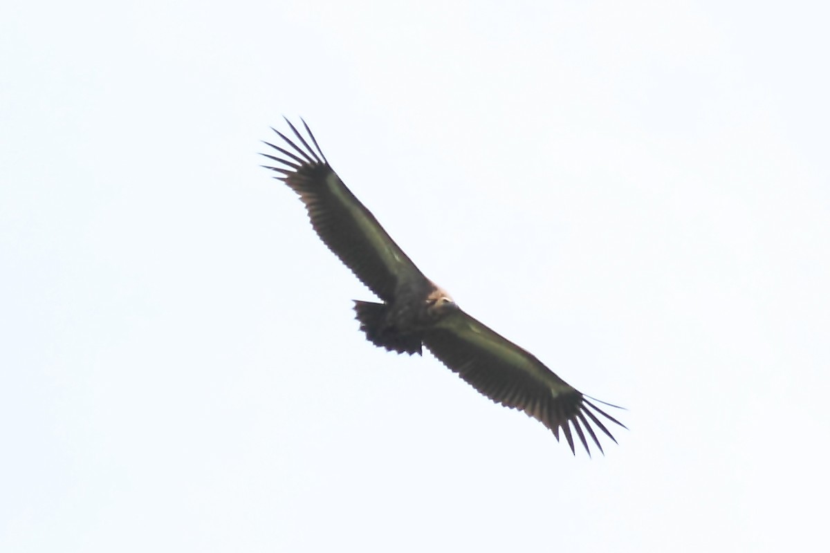 Indian Vulture - ML204730541