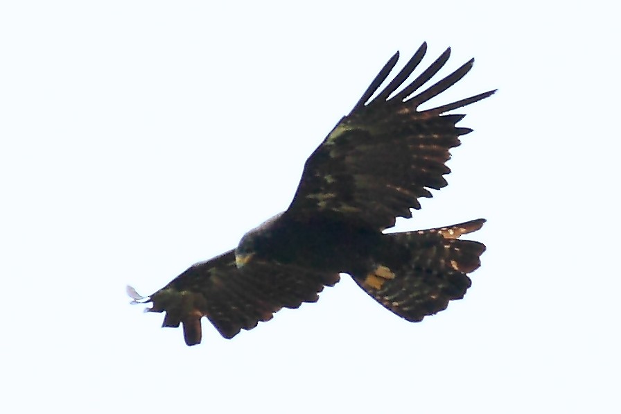 Black Eagle - Vasanthan Panchavarnam