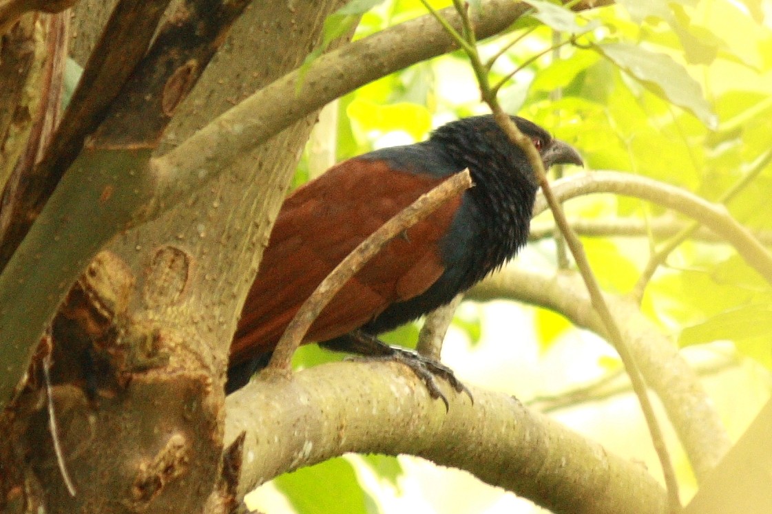 Greater Coucal (Southern) - ML204730571