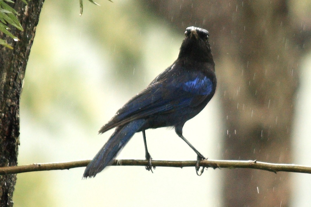 Малабарская синяя птица - ML204730581