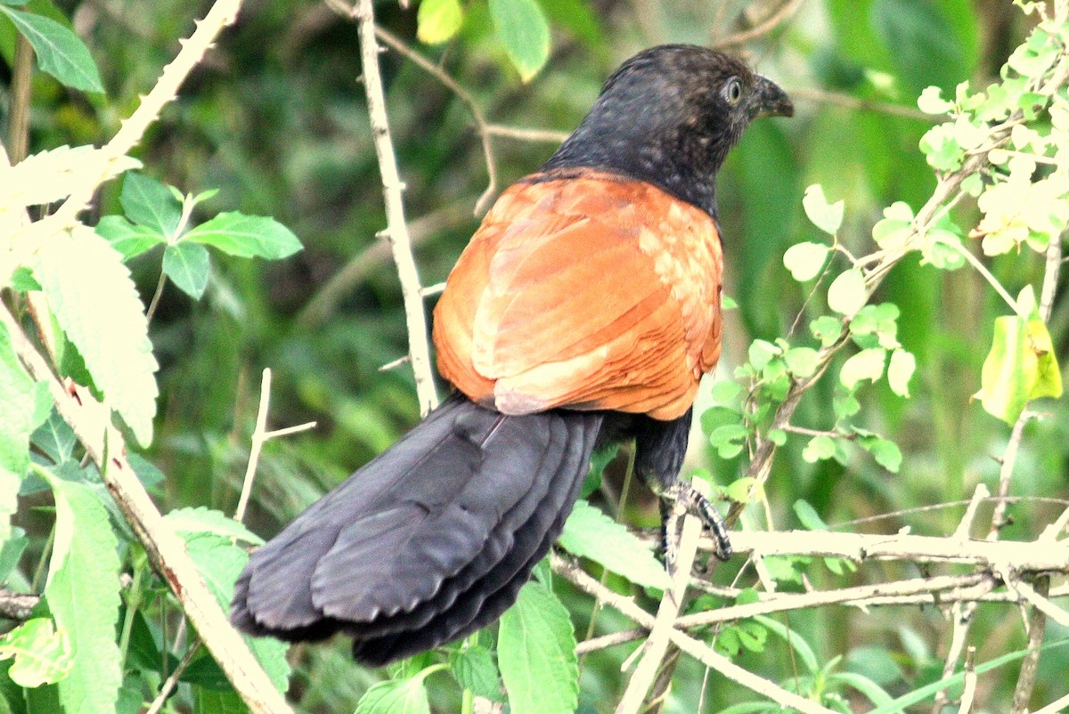 Greater Coucal (Southern) - Vasanthan Panchavarnam