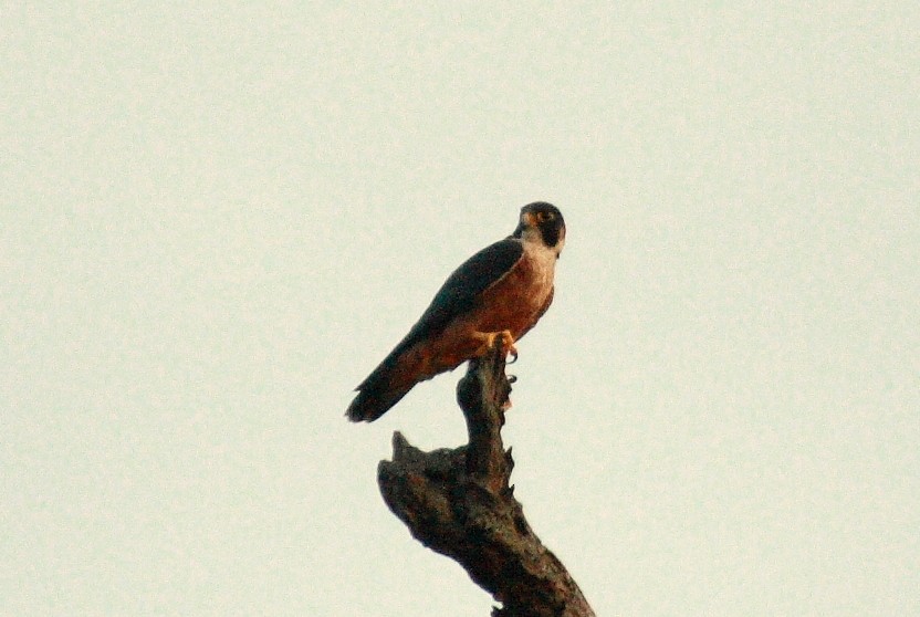 Peregrine Falcon (Shaheen) - Vasanthan Panchavarnam