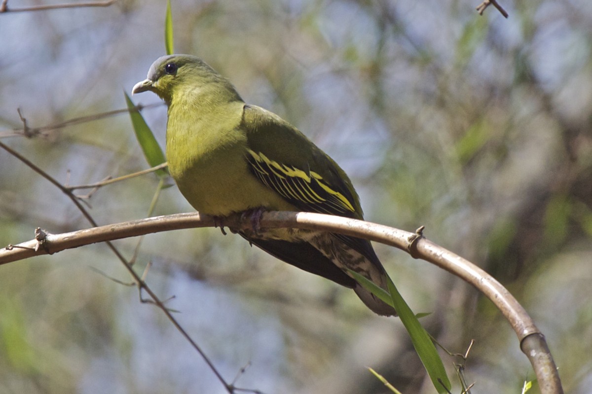 Gray-fronted Green-Pigeon - ML204731281