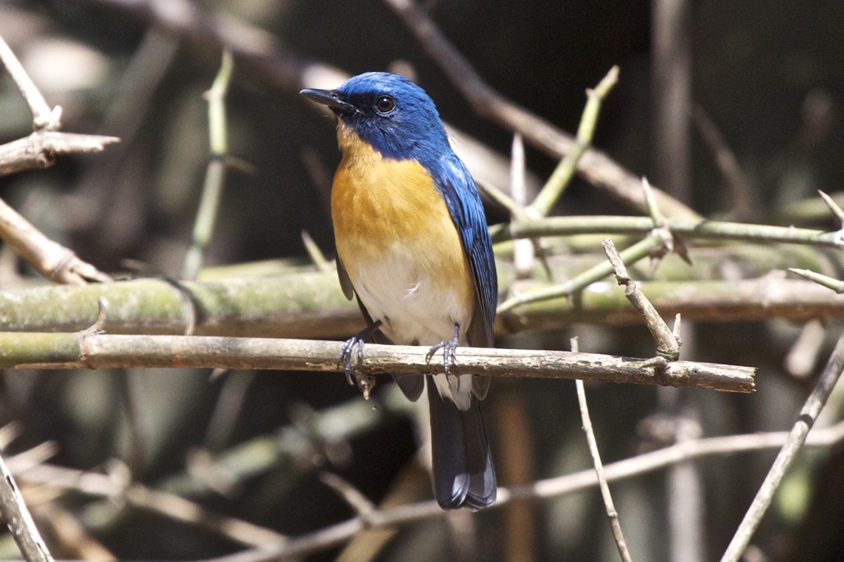 Blue-throated Flycatcher - Vasanthan Panchavarnam