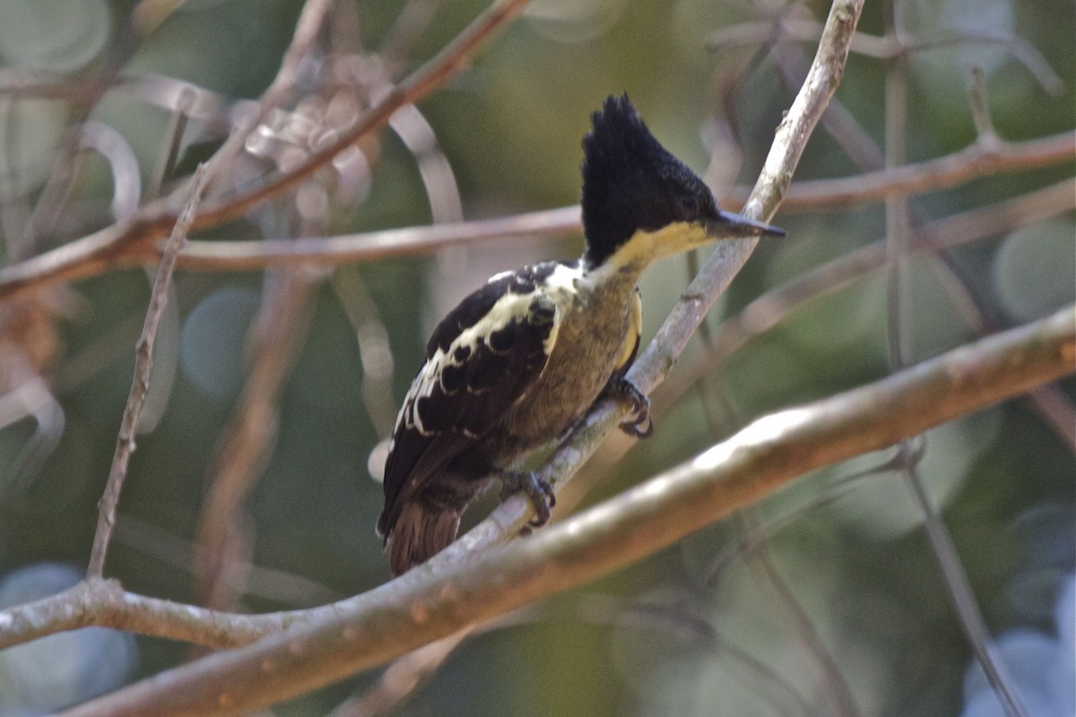 Heart-spotted Woodpecker - Vasanthan Panchavarnam