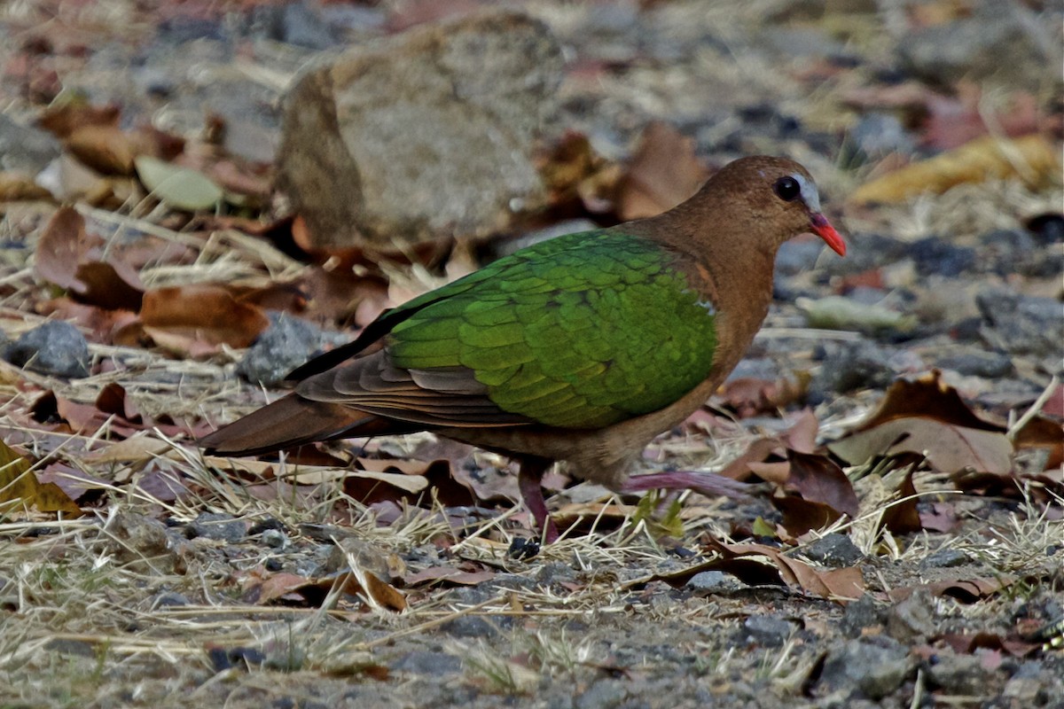 Asian Emerald Dove - Vasanthan Panchavarnam