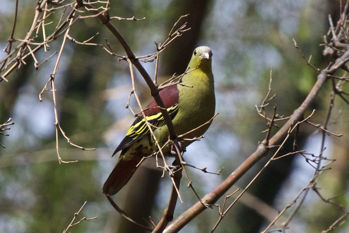 Gray-fronted Green-Pigeon - ML204731411