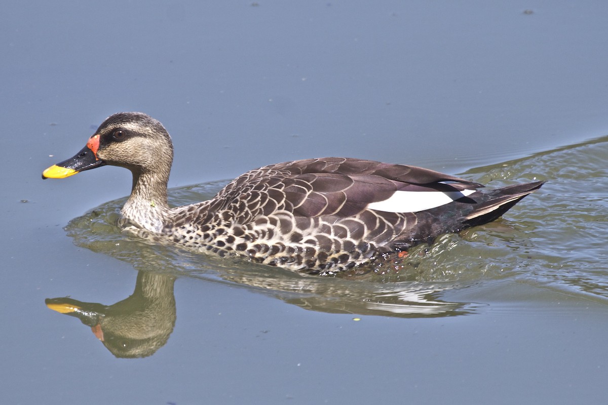 Indian Spot-billed Duck - ML204731471