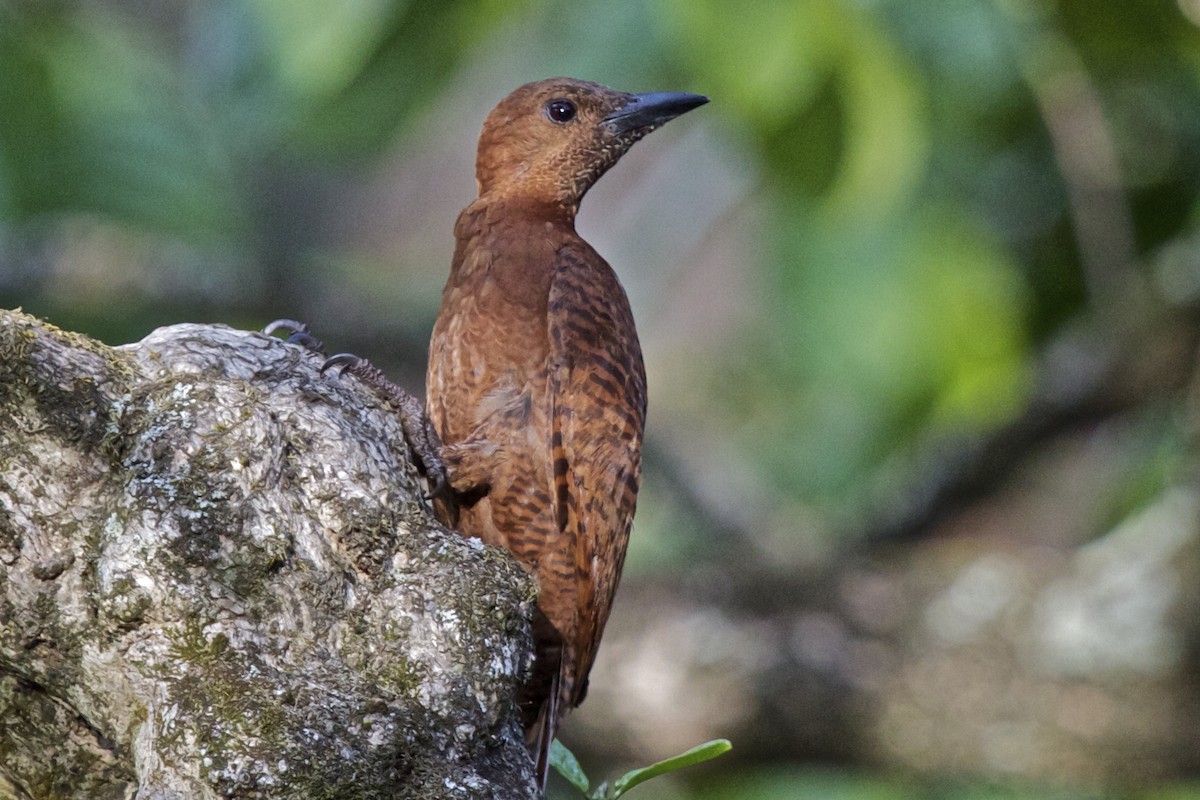 Rufous Woodpecker - Vasanthan Panchavarnam