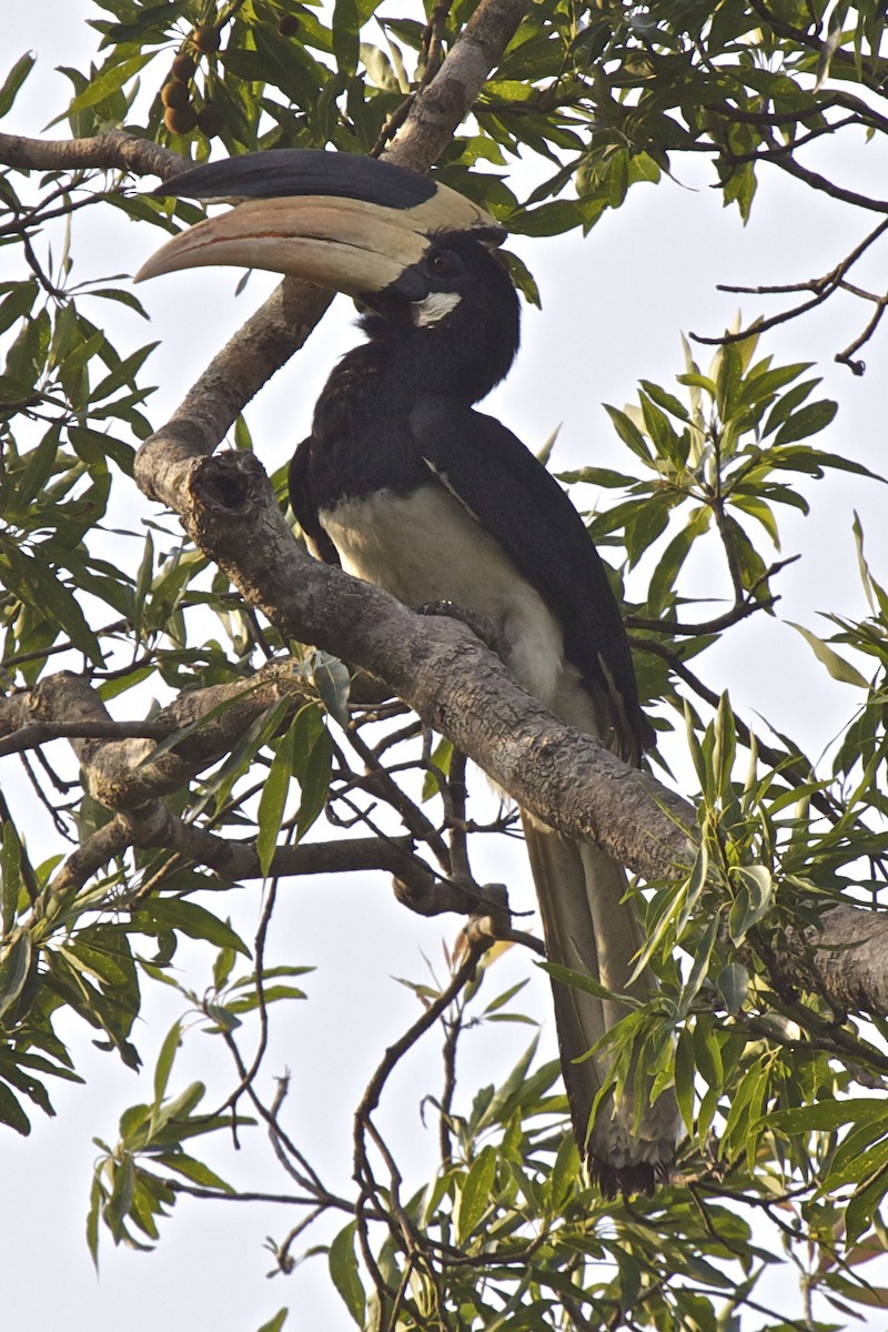 Malabar Pied-Hornbill - Vasanthan Panchavarnam