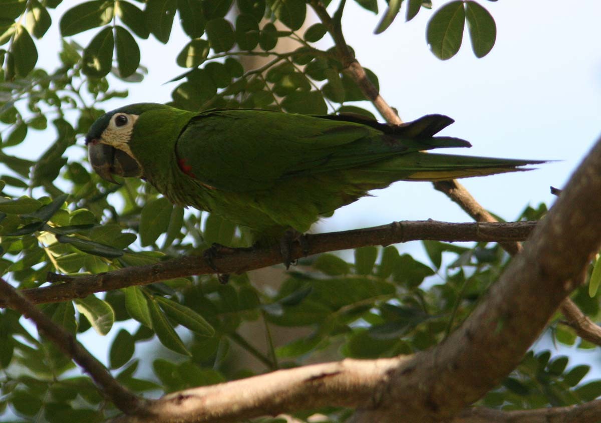 Red-shouldered Macaw (Northern) - ML204731821