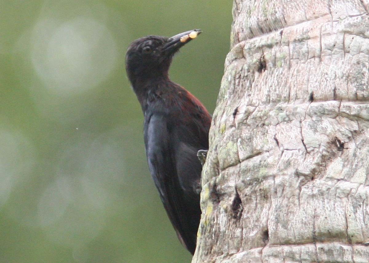 Guadeloupe Woodpecker - Mikko Pyhälä