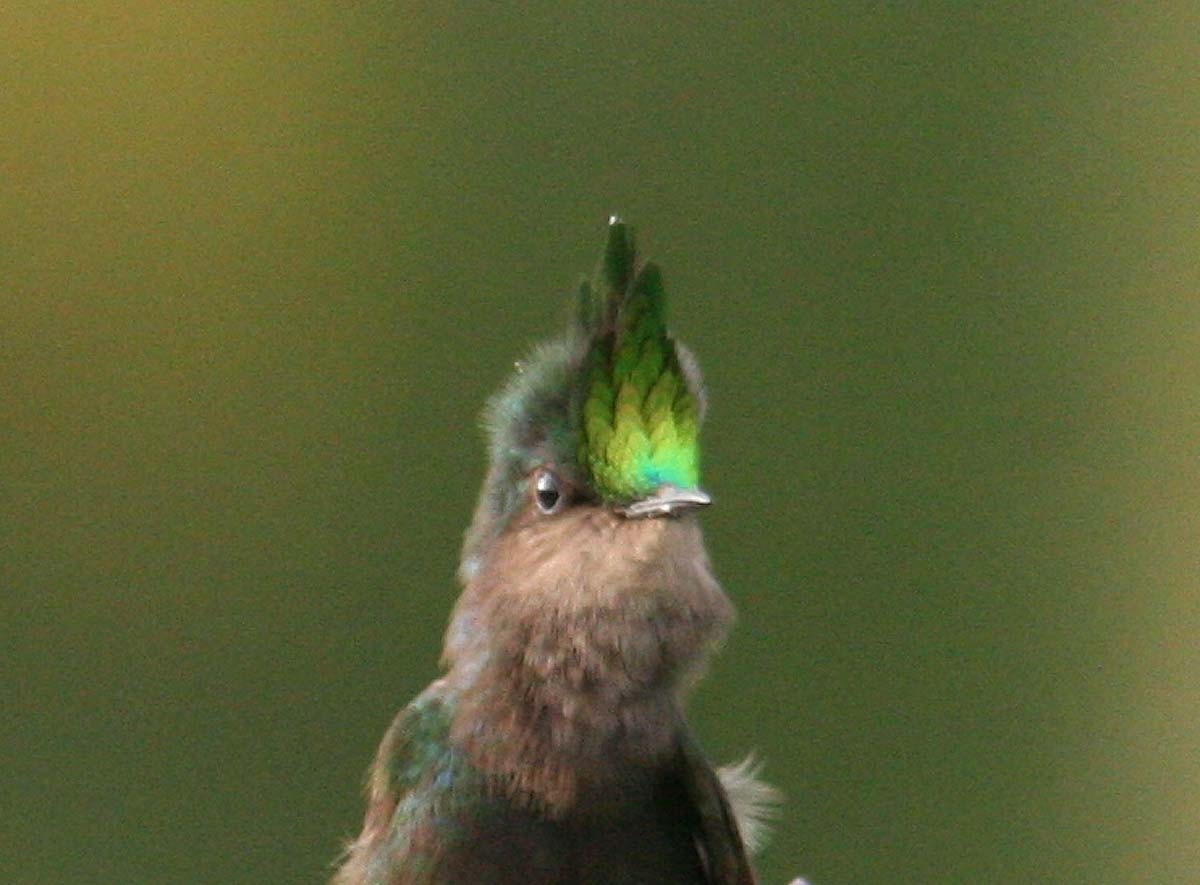 Antillean Crested Hummingbird (Lesser Antilles) - Mikko Pyhälä