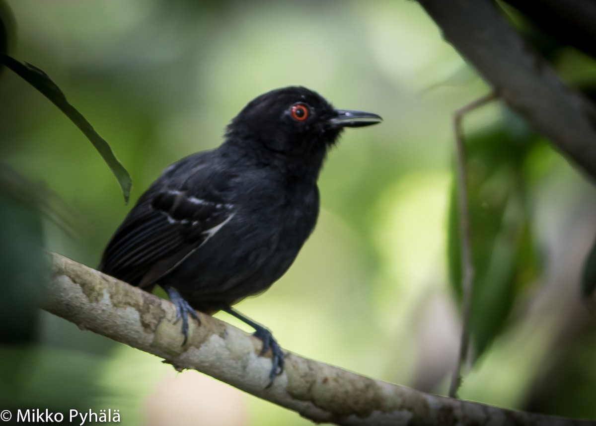 Black-tailed Antbird - ML204732671