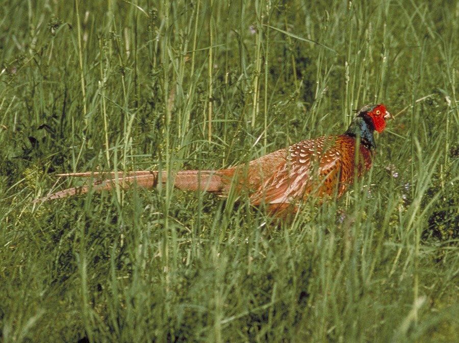Ring-necked Pheasant - ML204732831