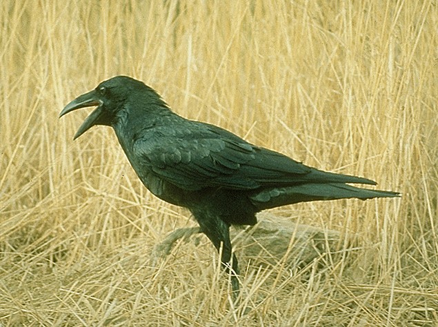 Common Raven - raniero massoli novelli