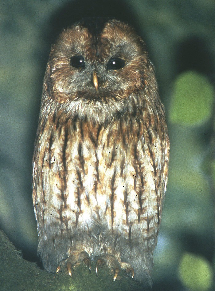 Tawny Owl - raniero massoli novelli