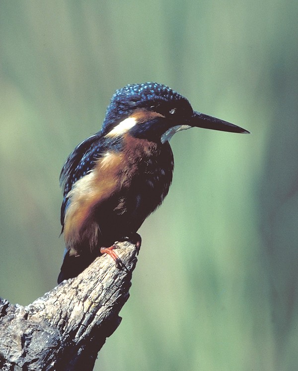 Common Kingfisher - raniero massoli novelli