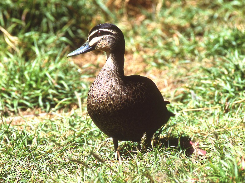 Pacific Black Duck - ML204733221