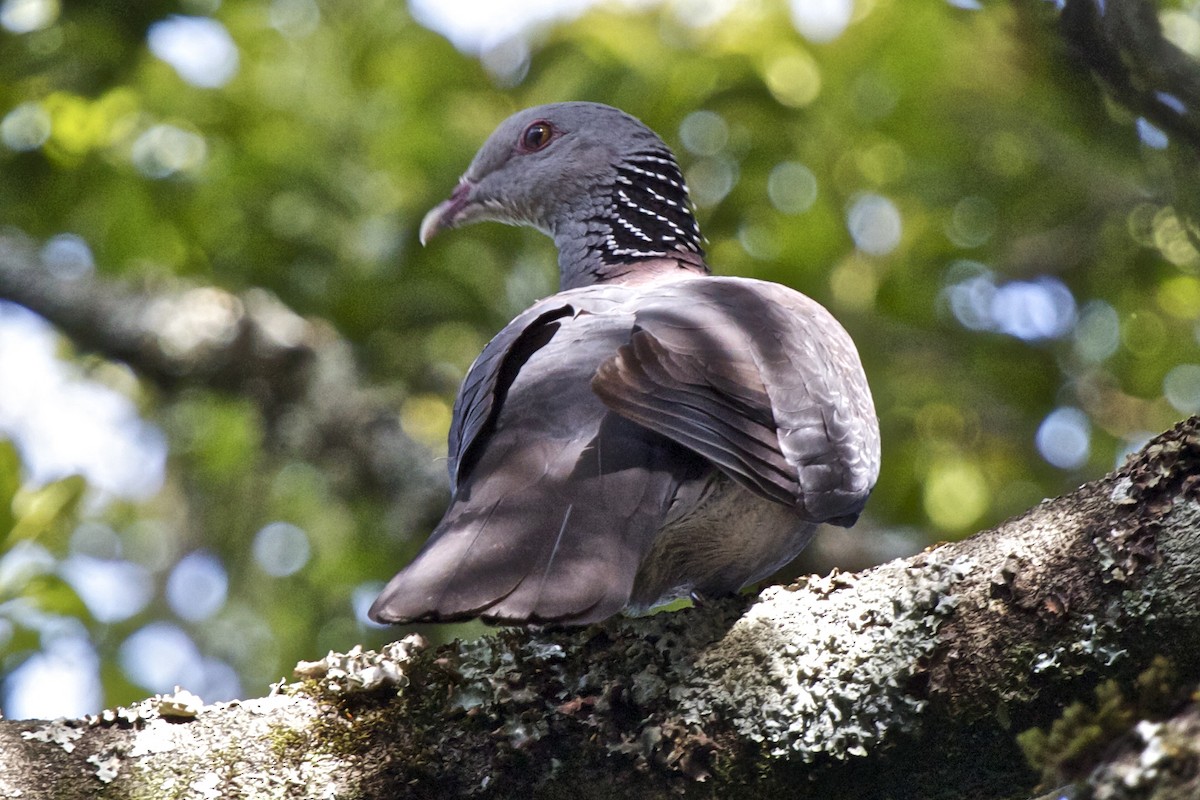 Nilgiri Wood-Pigeon - ML204733331