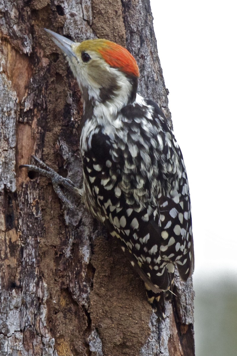 Yellow-crowned Woodpecker - ML204733401
