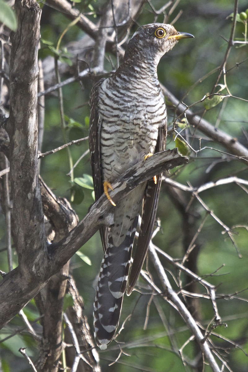Common Cuckoo - Vasanthan Panchavarnam