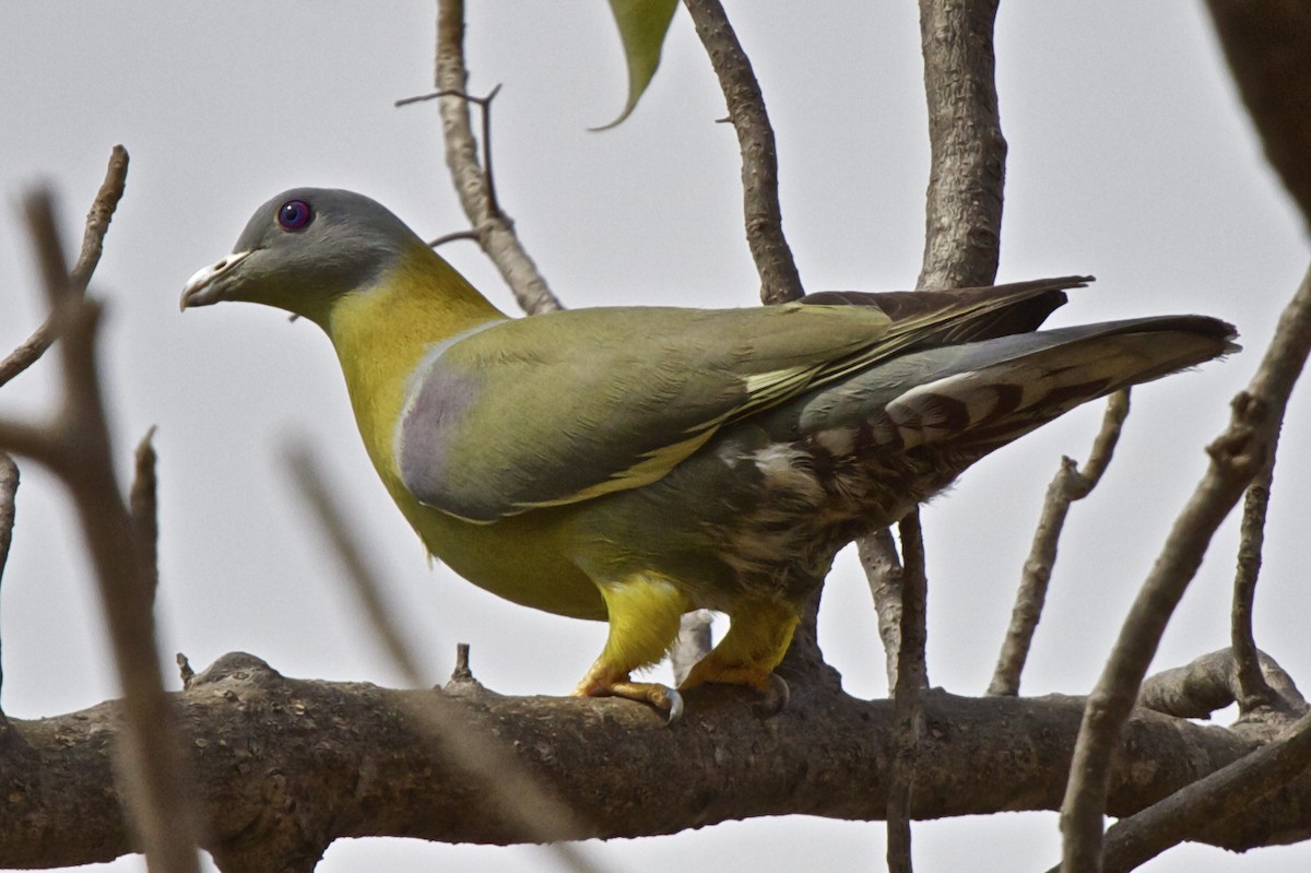 Yellow-footed Green-Pigeon - ML204733591