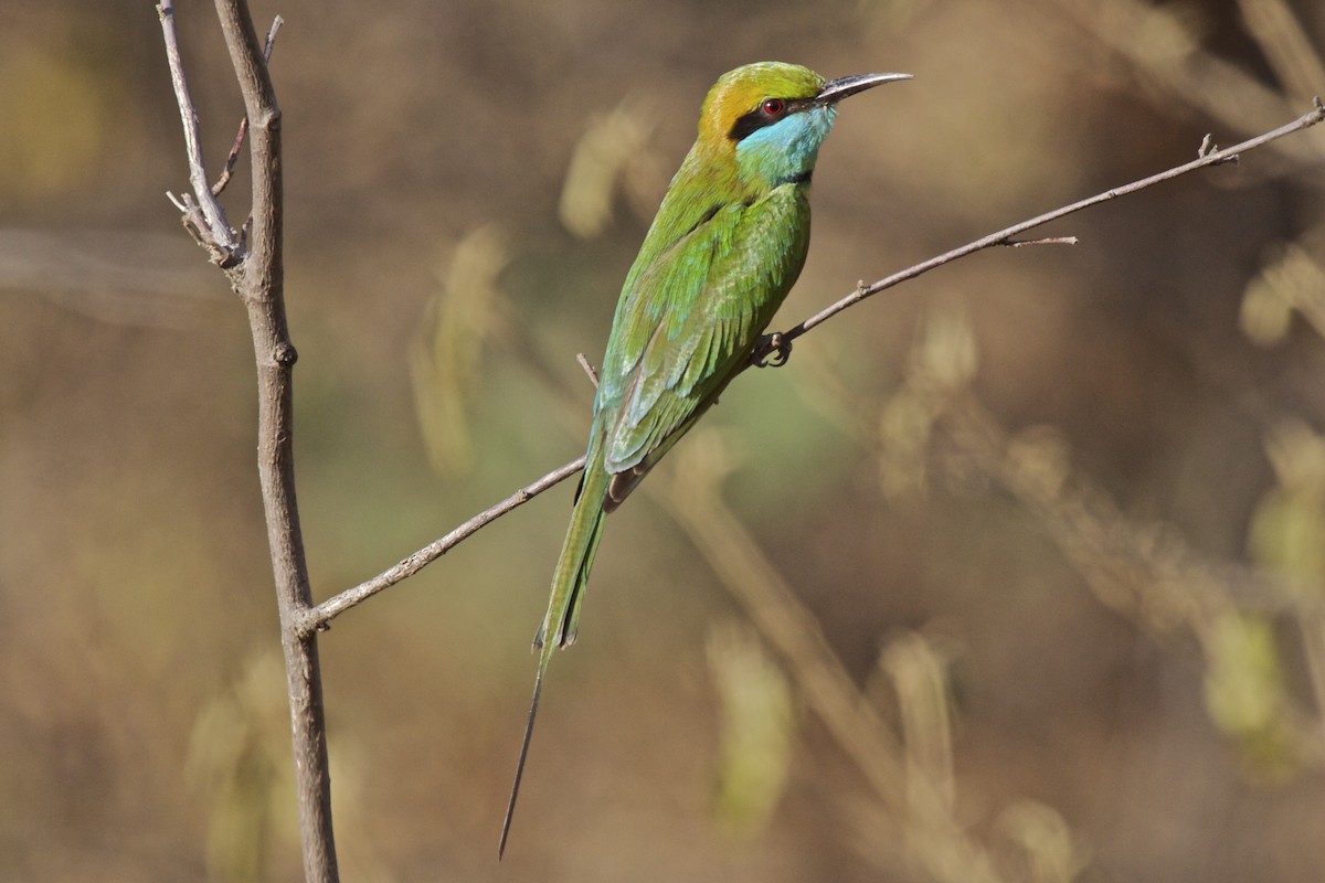 Asian Green Bee-eater - ML204733601