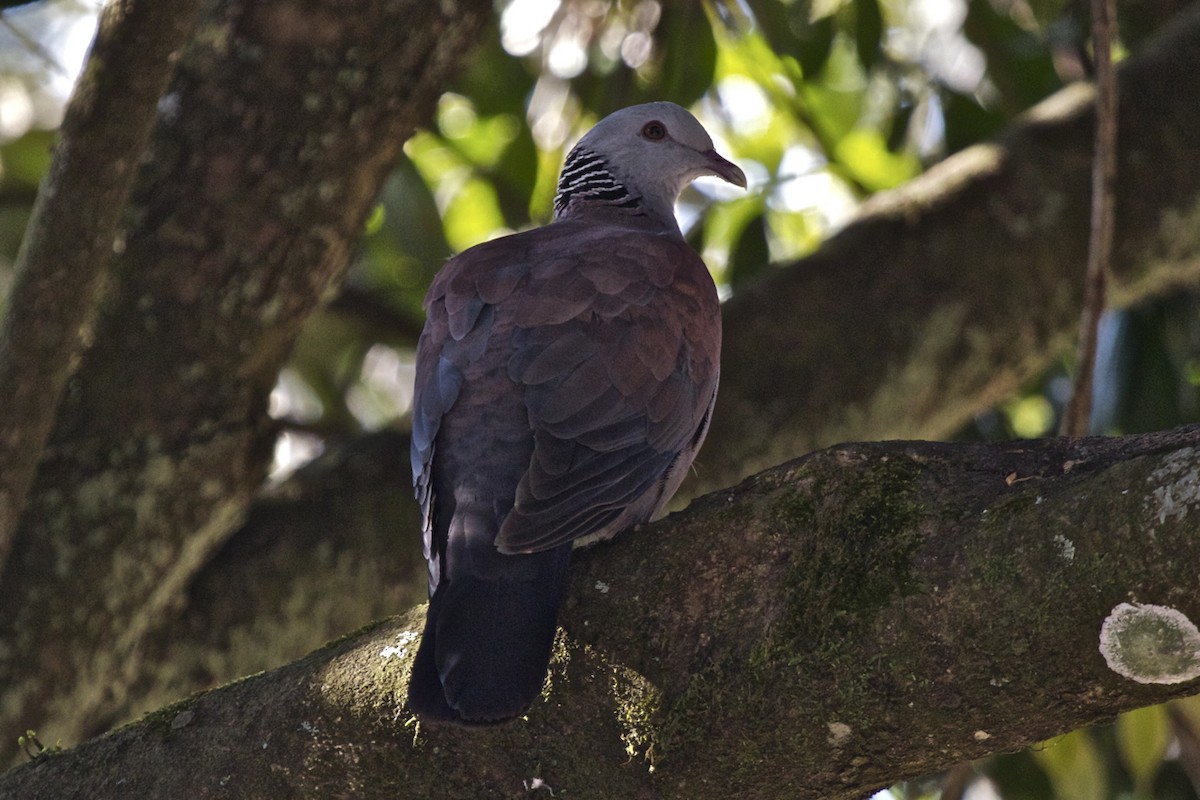 Nilgiri Wood-Pigeon - Vasanthan Panchavarnam