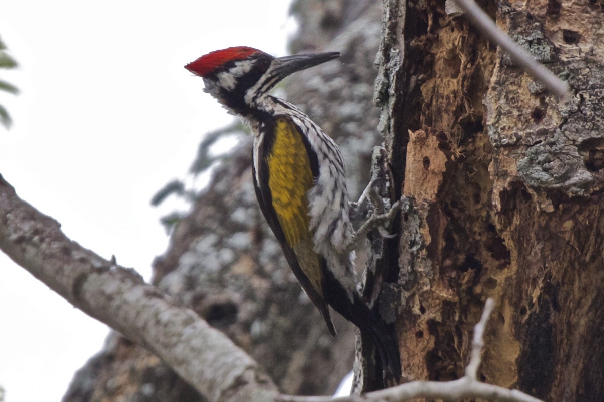 White-naped Woodpecker - ML204733641