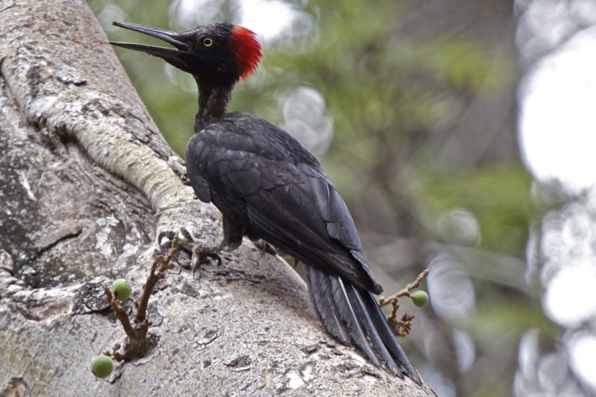 White-bellied Woodpecker - Vasanthan Panchavarnam