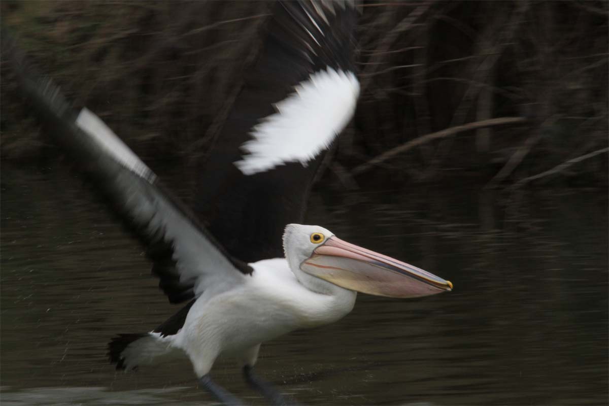Australian Pelican - Mikko Pyhälä