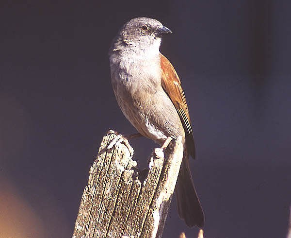 Northern Gray-headed Sparrow - raniero massoli novelli