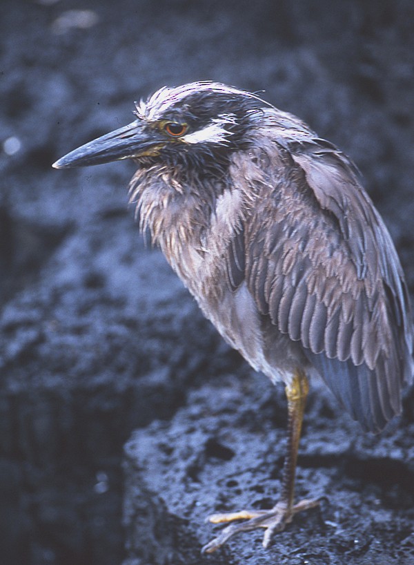 Yellow-crowned Night Heron (Galapagos) - raniero massoli novelli