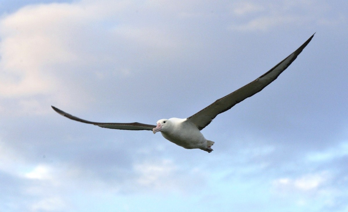 Northern Royal Albatross - Tomáš Grim