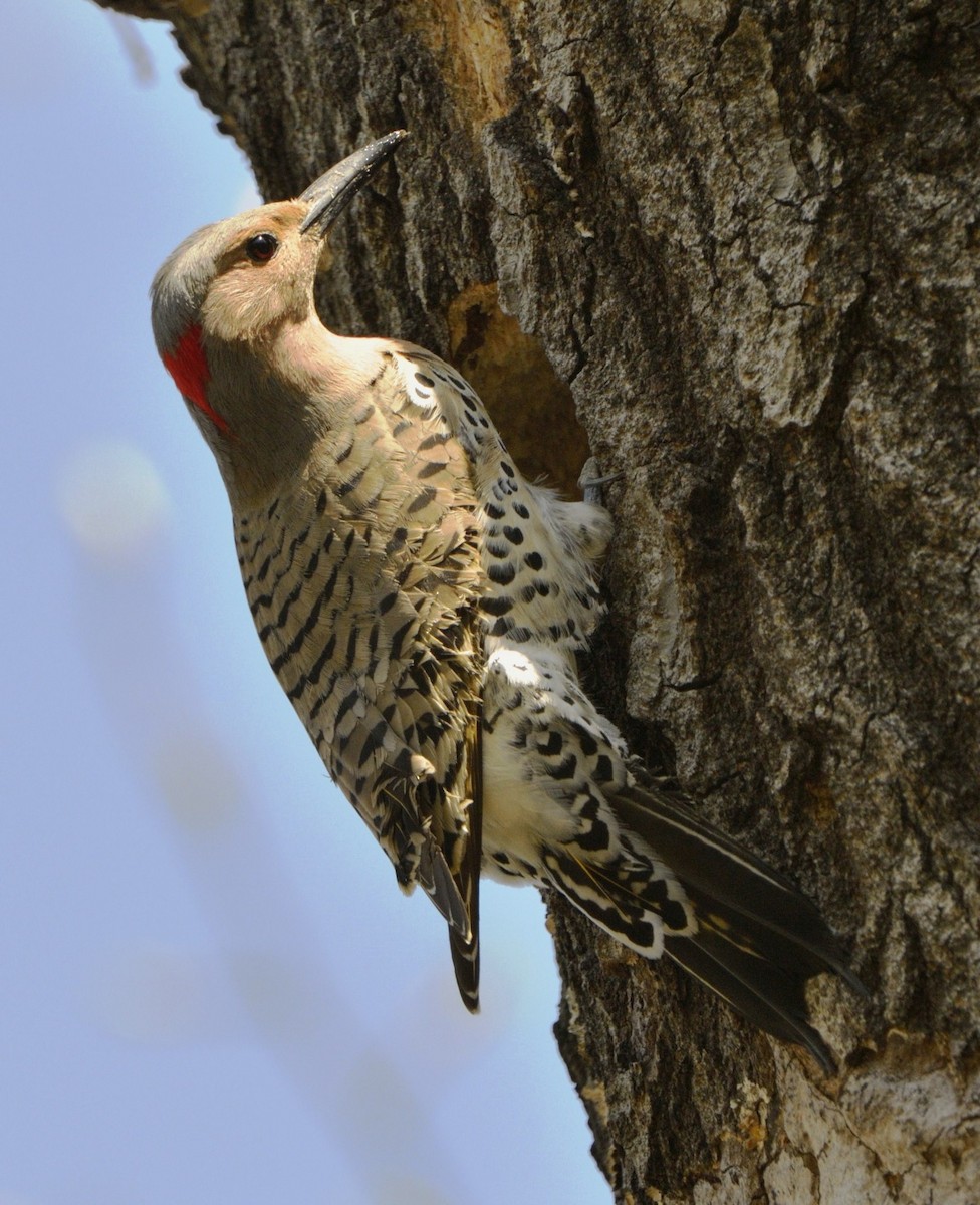 Northern Flicker (Yellow-shafted) - ML204736061