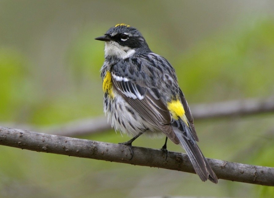 Yellow-rumped Warbler (Myrtle) - Tomáš Grim